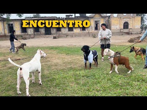 Encuentro de DOGO ARGENTINO con BULL DOG AMERICANO X BOXER Y ROTTWEILER ❌ Encuentros Caninos