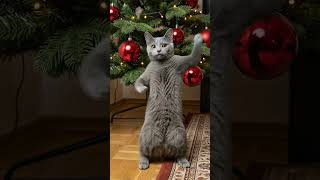 You're my heart, You're my soul #catdance #прикольныекоты #веселыекоты #funnycats