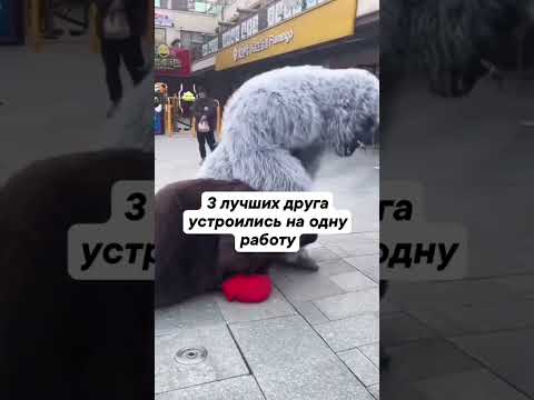 Когда выдался перерыв... #shorts #приколы