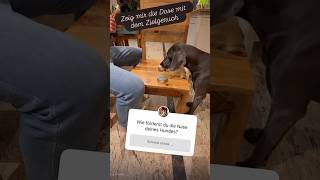 MACH DAS mit deinem Hund #doglife #dogcoach #dog #hund #hundeliebe