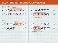 DNA Fragment Processing and Enzymes