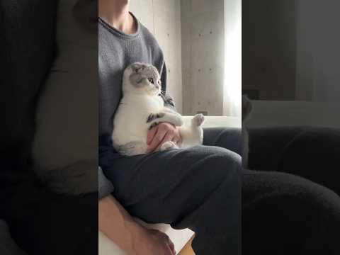 ? #cat