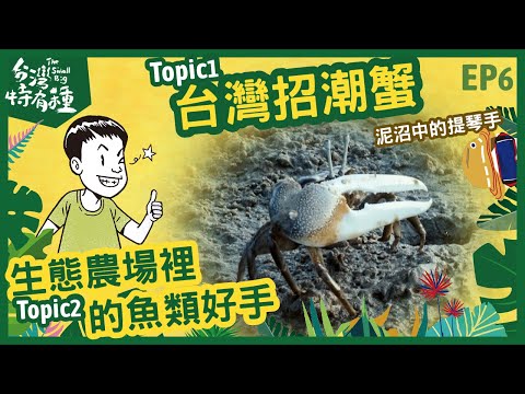 【台灣特有種】The small big 台灣招潮蟹 ｜生態農場管理員-楊程幃｜昆蟲擾西｜ - YouTube