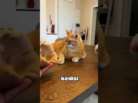 Tüylerden Şapka mı? Evet, Bu Kedi Tarz Sahibi! 😸🧢