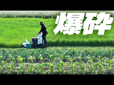 乗用草刈機で麦を粉砕する！【ZHR800】