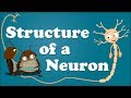 Understanding the Nervous System and Neurons