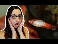 Aquarium Health and Disease Management