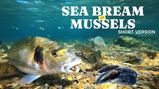 Gilt Head SEA BREAM Eats Mussels / DORADAS Comiendo Mejillones (4k) -  EP1 (SHORT VERSION)