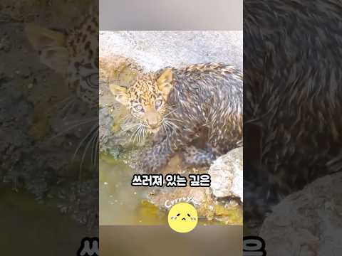 새끼를 구하기 위해 인간의 도움을 구하는 재규어