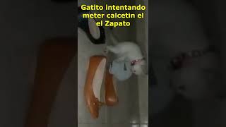 NO LO VAS A CREER ESTE GATITO ESTA INTENTANDO METER UN CALCETIN AL ZAPATO #gatitos #gato #cute #cat