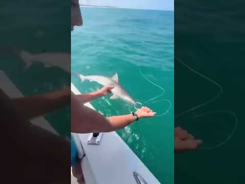 IKAN HIU DIJADIKAN UMPAN MANCING #short #mancing #ikanhiu #fishing #kerapumonster