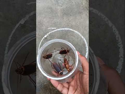 Chalk test to cockroaches #shorts #shortvideo