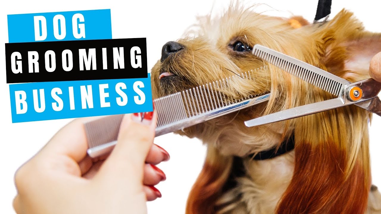 How to Start a Dog Grooming Business at Home 2024