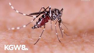 YouTube video thumbnail: Invasive Mosquito From Australia Detected in Multnomah County for First Time