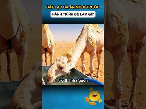 BẮT LẠC ĐÀ ĂN MUỐI TRƯỚC HÀNH TRÌNH ĐỂ LÀM GÌ?