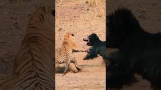 Wild Animals | Predator vs Predator – Who Rules the Wild? | Wild Nature