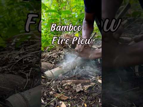 Fire plow in the interior forest #firemaking