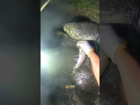 Dapat lagi #cariikan