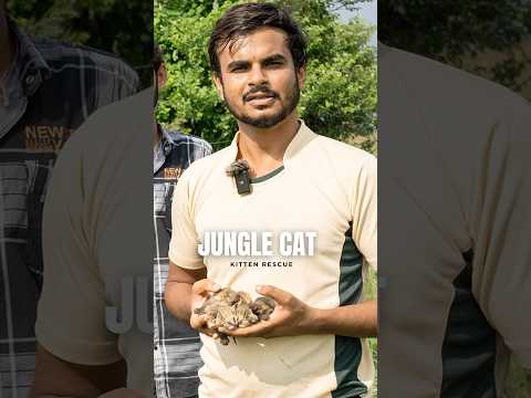 Jungle Cat Kittens Rescued #junglecat #junglecatkitten #wildcat #guldar #attack #leopard