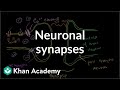 Neurotransmitter Release and Synaptic Function