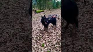 Bikejöring #hundesport #dog