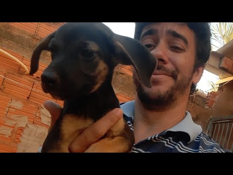 Cães Brasil está ao vivo!