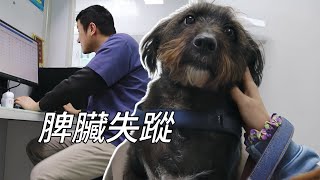 狗狗腰部突現腫塊，醫生檢查後卻說牠的脾臟失蹤了｜李喜猫