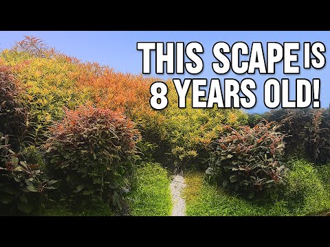 AMAZING AQUASCAPE STORE IN PORTUGAL - FULL TOUR