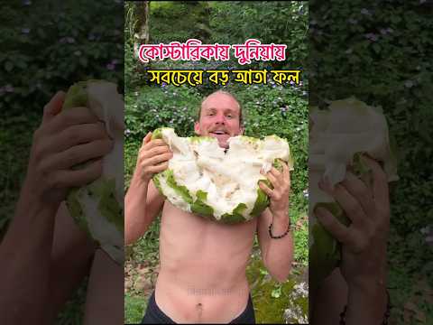 কোস্টারিকায় পৃথিবীর সবচেয়ে বড় জাতের আতা ফল। #আতা #ফল #soursop #fruits