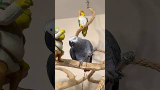 Parrots VS Mini-Mic 🎤