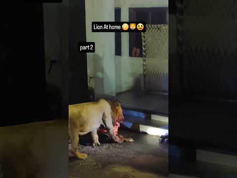 lion at home in village |#part2#lion #lionvideo #lionking #animals #asiaticlion #gujarat #shorts #yt