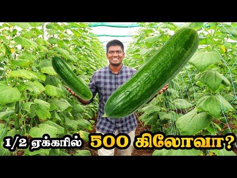 1\2 ஏக்கரில் 500 கிலோ வெள்ளரிக்காய்!  பசுமைகுடிலில் சாதிக்கும் விவசாயி | Polyhouse Cucumber