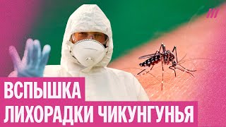 «Мучительная болезнь». Что такое лихорадка чикунгунья, передающаяся комарами | Эпидемиолог Фаворов