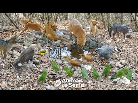 CRIEI UMA FONTE DE ÁGUA NATURAL EM UM LUGAR ESCASSO