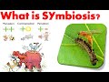 Symbiotic Relationships in Nature