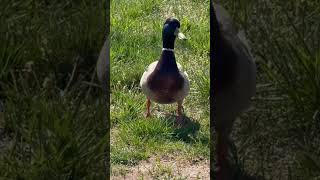A curious duck🦆#duck #shorts ￼