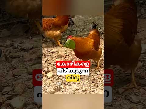 കോഴികളെ പിടികൂടുന്ന വിദ്യ #shorts #chicken #malayalam