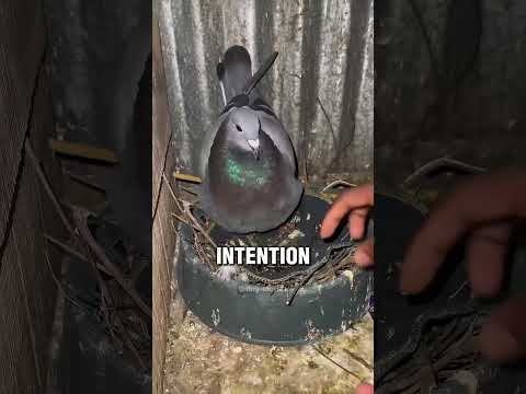 The mother pigeon's babies are priceless 🥰