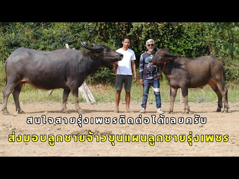 ส่งมอบลูกชายจ้าวขุนแผนลูกชายรุ่งเพชรจากแม่สูง154+สนใจสายรุ่ง ควายไทย100ล้าน ส่งมอบลูกชายจ้าวขุนแผนลูกชายรุ่งเพชรจากแม่สูง154+สนใจสายรุ่ง