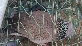 Mồi Đồng Trơn Lở MinhZidane 