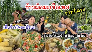 EP.972 ข้าวผัดมะเขือเทศรวมมิตร แกงจืดแตงกวา และพริกน้ำปลา โอ๊ย..แซ่บเกินบรรยายจ้า เก็บข้าวโพดแล้วนะ