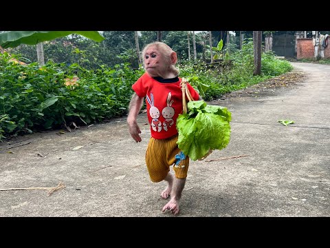 Bibi Enlisted Helps Mom Harvest Vegetables To Feed Mom Cook