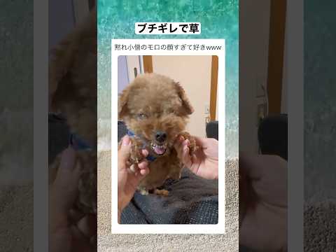 ブチ切れててもちっちゃい子に噛まなかった君はえらい！w #shorts #動物 #おすすめ