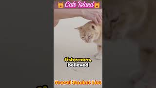 🐱Whisker Wonderland : Feline Paradise of Cat Island, Japan