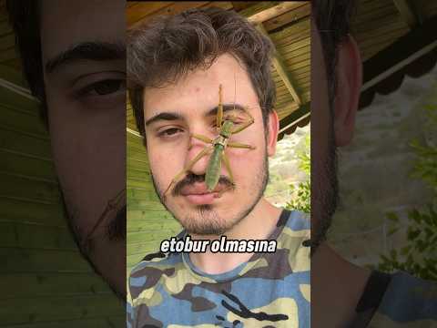 Saga çekirgesi öptürmediği için depresyona girdim