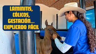 ⭐️LAS 10 PREGUNTAS DE CABALLOS que más hacen a los veterinarios en Google