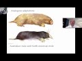 Homologous and Analogous Structures in Evolution
