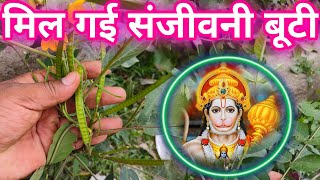 मिल गई संजीवनी बूटी😱स्वयं हनुमान जी ने वरदान दिया है मिल जाए तो छोड़ना मत मरे को जीवित करेगा ये पौधा