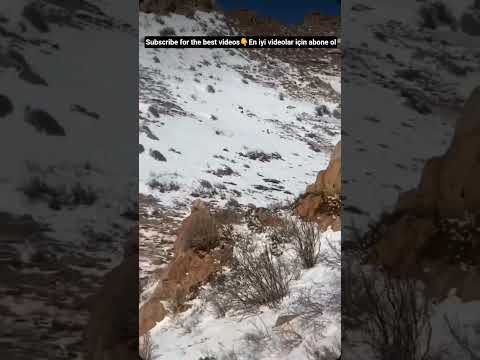 ÇOBAN KURTLARI KAÇIRDI AMA SHEPHERD VS WOLVES #youtube #shorts #short #shortvideo #shortsvideo #new