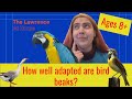 Bird Beaks and Evolutionary Structures
